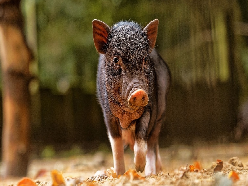 <strong>德州试管婴儿费用大约多（试管牛的图片）</strong>